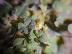 Oxalis
