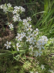 Leptosiphon floribundus