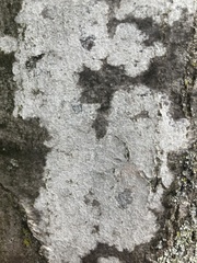 Trapelia placodioides