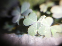 Oxalis