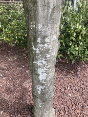 Trapelia placodioides