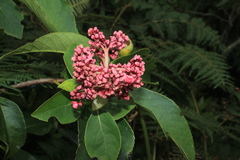 Hydrangea peruviana
