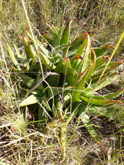 Aloe greatheadii davyana