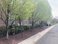 Trapelia placodioides