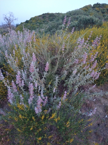 Salvia leucophylla
