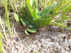 Crassula capitella