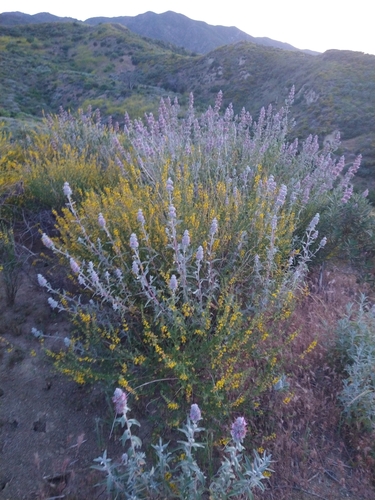 Salvia leucophylla