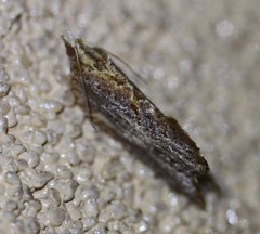 Glyphidoptera polymita