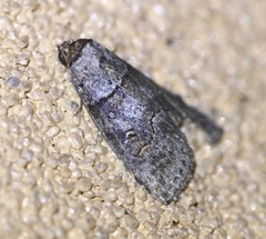 Calathusa hypotherma