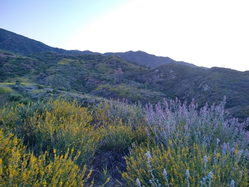 Salvia leucophylla