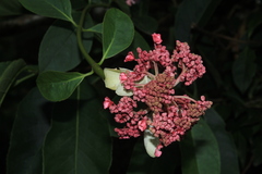 Hydrangea peruviana
