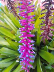 Aechmea gamosepala