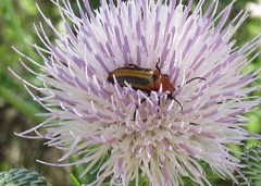 Nemognatha piazata
