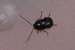 Cryptocephalus flavipes