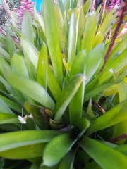 Aechmea gamosepala