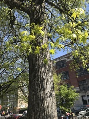 Liquidambar styraciflua
