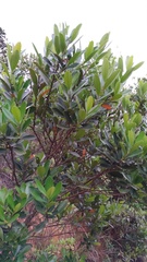 Canellaceae