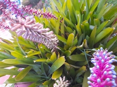 Aechmea gamosepala