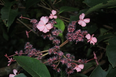 Hydrangea peruviana
