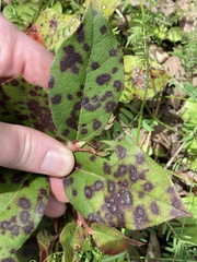 Mycosphaerella chimaphilae