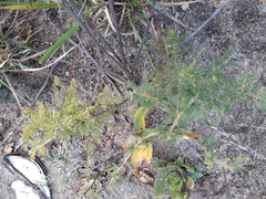 Asparagus suaveolens