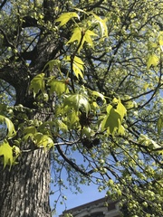 Liquidambar styraciflua