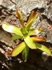 Encalypta streptocarpa