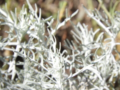 Senecio viravira