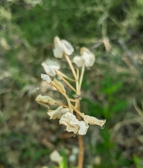 Dicliptera resupinata