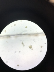 Trypanosoma pseudopodia