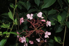 Hydrangea peruviana