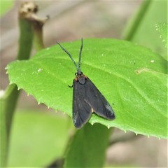 Pollanisus subdolosa