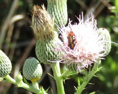 Nemognatha piazata