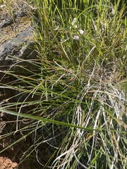 Carex xerophila