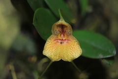 Masdevallia pteroglossa