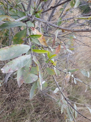 Combretum