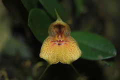 Masdevallia pteroglossa