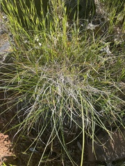 Carex xerophila