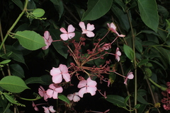 Hydrangea peruviana