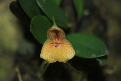 Masdevallia pteroglossa