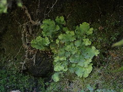 Solorina saccata
