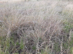 Themeda triandra