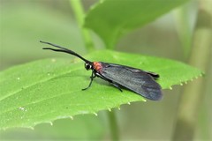 Pollanisus subdolosa