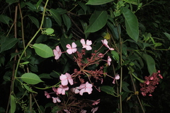Hydrangea peruviana