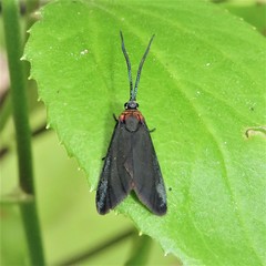 Pollanisus subdolosa