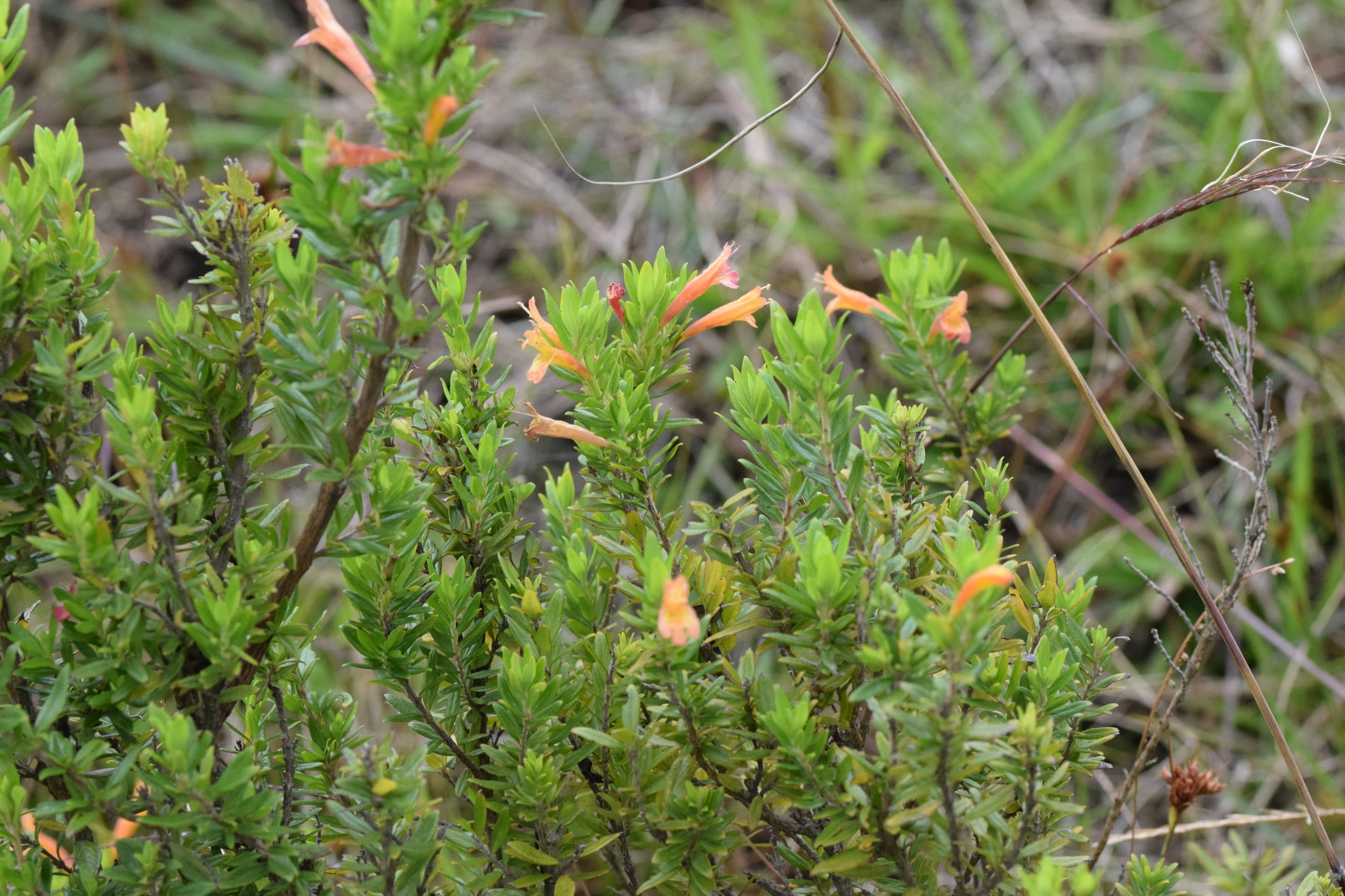 Clinopodium image