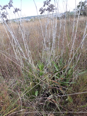 Helichrysum nudifolium