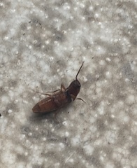 Elateridae