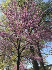 Cercis canadensis