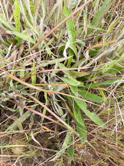 Helichrysum nudifolium